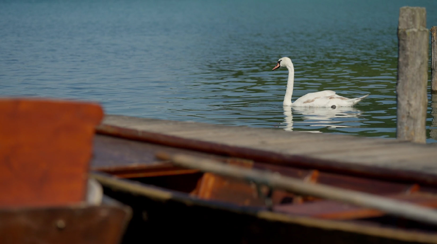 A swan glides on a serene lake near a wooden dock.