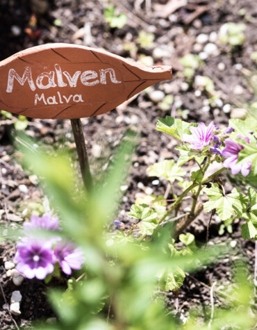 A garden bed with purple Malva flowers and a wooden sign labeled "Malven."