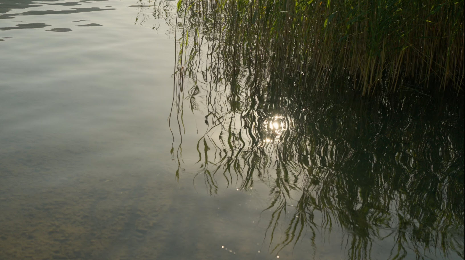 Spiegelung von Schilf im ruhigen Wasser mit Sonnenlicht.