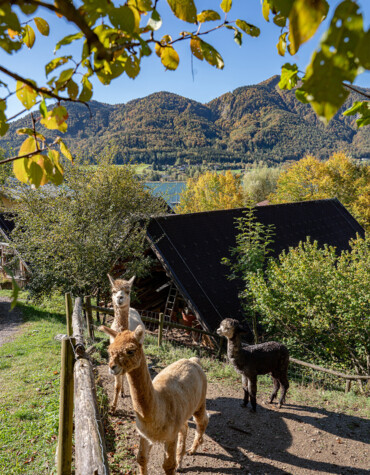 Kind auf einem Tretauto im Outodoor-Spielebereich des Familienhotels Waldhof Fuschlsee Resorts.