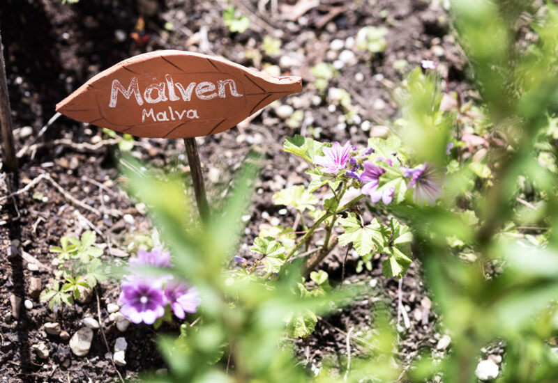 A garden bed with purple Malva flowers and a wooden sign labeled "Malven."