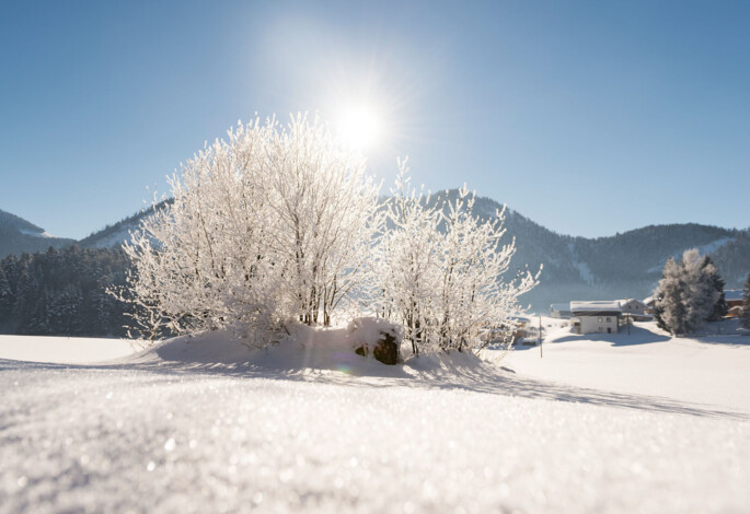 Verschneite Landschaft mit vereistem Baum, Bergen und strahlendem Sonnenschein im Hintergrund, neben einem Bauernhof.