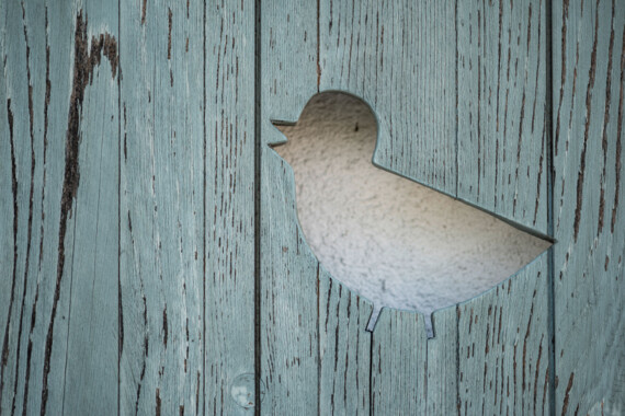 A bird-shaped cutout in rustic blue wood, revealing a textured white background.