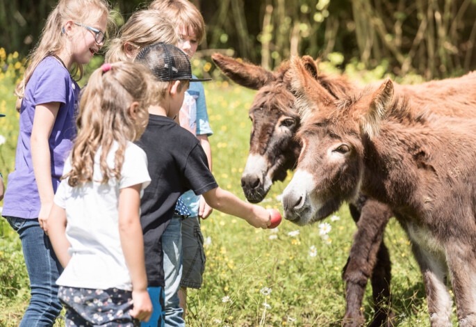 Children feeding two donkeys in a sunny, grassy field.